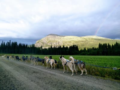 Traîneau à chiens sur roues en été à Tylldalen, près de Røros