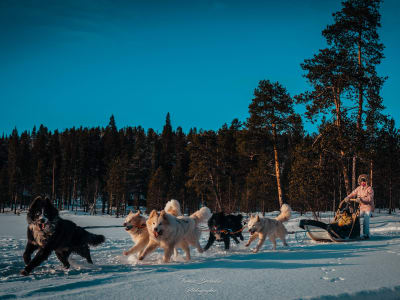 Self-Drive Dog Sledding Excursions from Ivalo