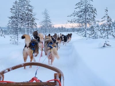 Dog Sledding Safari in the Lapland Wilderness, from Rovaniemi