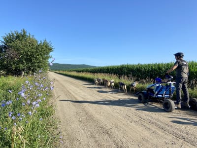 Excursion cani-kart depuis Montréal avec visite d’une distillerie locale