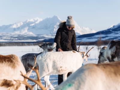 Nourrir les rennes et découvrir la culture sami depuis Tromsø
