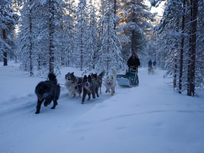 Selbstfahrer-Hundeschlittentouren von Ivalo aus
