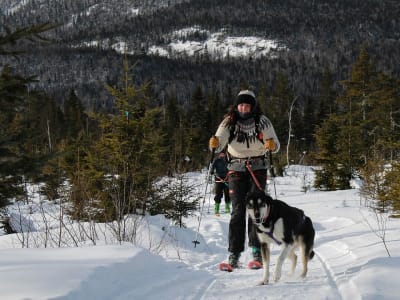 Hiking with Sled Dogs in Saint-Siméon, Charlevoix