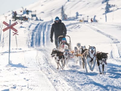 Excursion intermédiaire d'une journée en traîneau à chiens à Sälen  