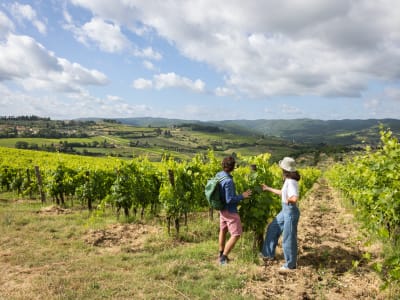Senderismo y cata de vinos en Chianti desde Florencia