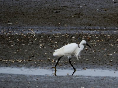 Guided Bird Watching Tour in the Baie de Somme, Le Crotoy