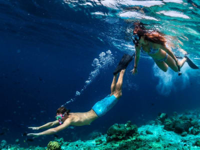 Excursion de snorkeling dans l'après-midi à Maui au départ de Maalaea