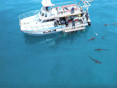 Shark cage diving from Gansbaai, near Hermanus
