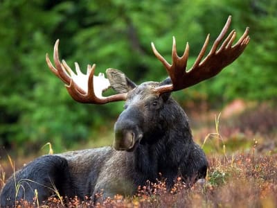 Safari guiado al alce desde Ivalo en Inari