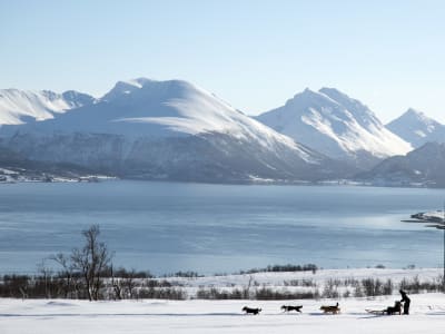 Self-drive Dog Sledding Excursion in Kvaløya from Tromsø