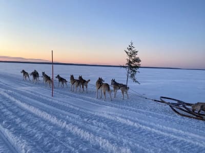 Evening Guided Dog Sledding Tour in Leipijärvi from Haparanda