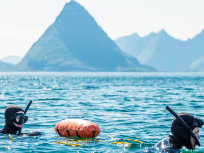 Excursion d'apnée et de snorkeling à partir de Nyksund dans les Vesterålen