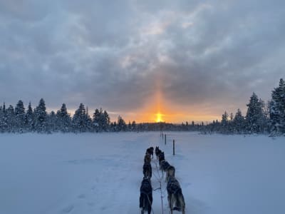 Excursion d'une demi-journée en chiens de traîneau à Svappavaara près de Kiruna