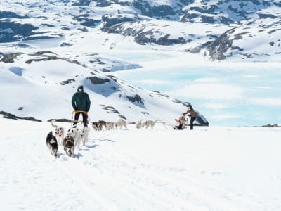 Randonnée en traîneau à chiens sur le glacier de Folgefonna à Jondal