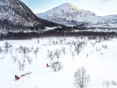 Excursion de conduite en chien de traîneau à Malangen, près de Tromsø