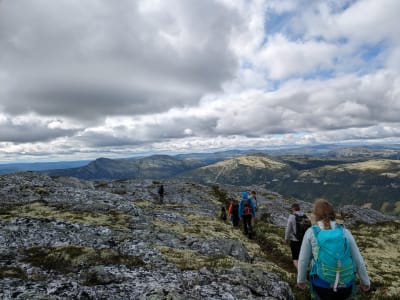 Guided Hiking Tour in Tylldalen near Røros