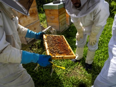 Observation des abeilles à São Miguel, Açores