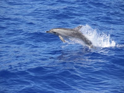 Excursion en catamaran pour observer les dauphins et les baleines à Madère