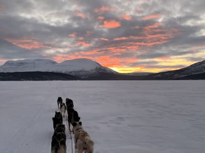 Evening Self-Drive Dog Sledding Safari in Skibotn Valley near Tromsø