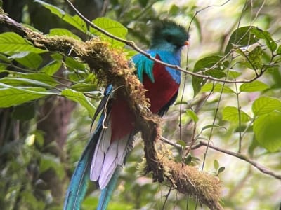 Excursión de observación de aves en el Bosque Nublado de Monteverde, Costa Rica