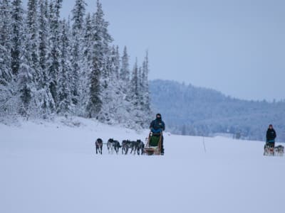 Excursión en Trineo de Perros bajo la Aurora Boreal por el Bosque de Taïga, cerca de Kiruna