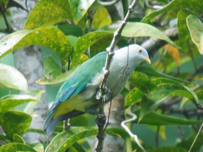 Birdwatching in the Papenoo Valley, Tahiti