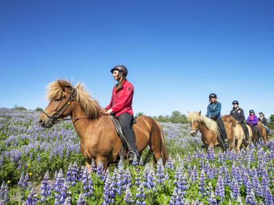 Lava Field Horseback Ride near Reykjavík for All Riding Levels