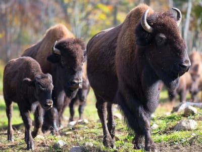 Discovery of a Herd of Bison in the Laurentians, Quebec