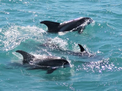 Spectacle de lave et observation des baleines depuis Reykjavík