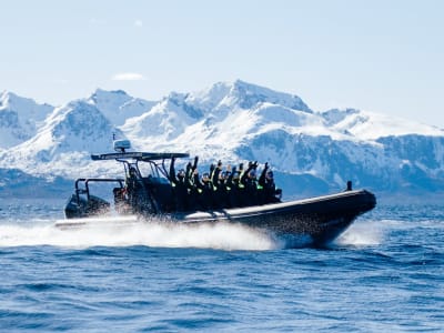 Seeadler-RIB-Tour von Sortland auf den Vesterålen zum Trollfjord