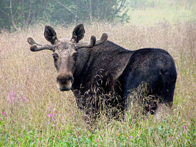 Guided Moose Wildlife Tour in Bodø