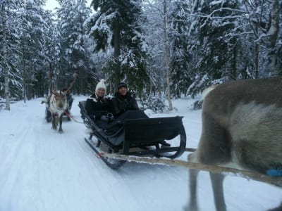 Evening Reindeer Sleigh Ride in Pyhätunturi