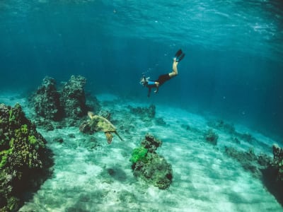 Guided Snorkelling Excursion in the Tahiti Lagoon