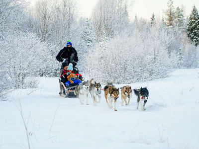 Hundeschlittenfahrt in Rovaniemi