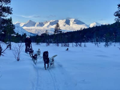 Excursion de conduite en chien de traîneau à Skibotn, près de Tromsø