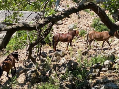 4x4 Safari to Feed Wild Horses around Lepetymnos Mountain, Lesbos