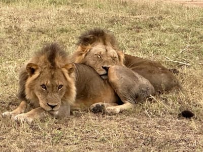 Game Drive in the Kruger National Park from Hazyview, Mpumalanga