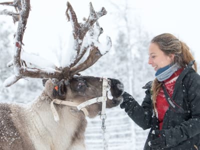 Cultura sami y experiencia con renos en Jukkasjärvi, cerca de Kiruna, desde Abisko