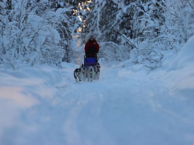 4-tägige Hundeschlittentour mit Übernachtung in Schwedisch-Lappland