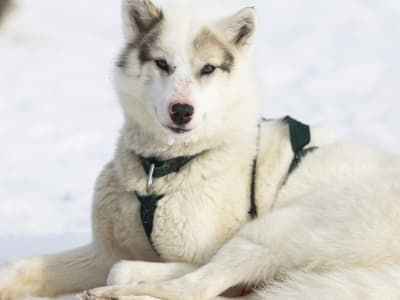 Visit a Husky Kennel and Meet Sled Dogs in Ilulissat