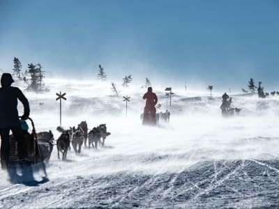 Overnight Dog Sledding Experience in Sälen