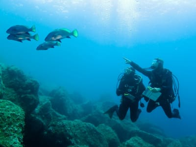 Scuba diving baptism in Saint-Raphaël