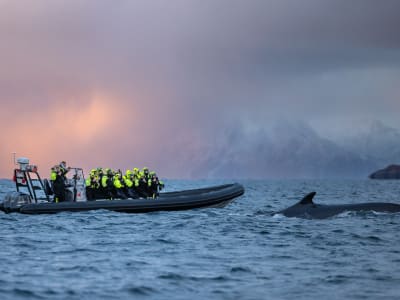 RIB Fjord Whale Watching Tour from Alta 