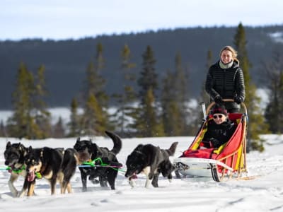 Stor Bakvattnet Excursion en chiens de traîneau à partir de Bakvattnet
