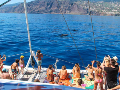 Dolphin Watching Boat Tour and Skywalk, Cliff & Valleys 4x4 Tour in Madeira