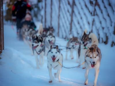 Husky and Reindeer Sled Ride in Rovaniemi