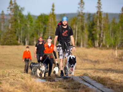 Hiking with Huskies in Bakvattnet, County of Jämtland