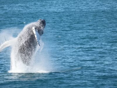 Visite du musée Les baleines d'Islande et excursion d'observation des baleines depuis Reykjavík