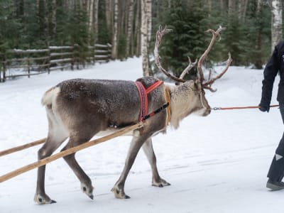 Rentierschlitten-Safaris in Rovaniemi