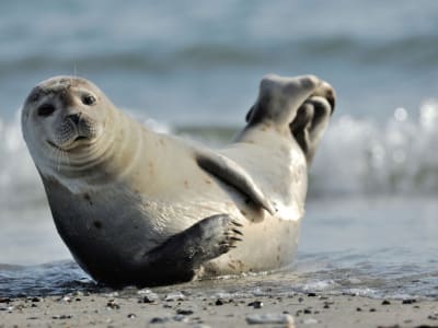 Randonnée guidée et observation des phoques en Baie de Somme